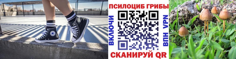 Купить где  Всеволожск  Галлюциногенные грибы Cubensis 